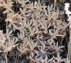 Eriogonum kennedyi