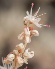 Eriogonum kennedyi
