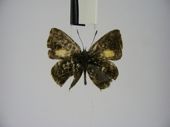 Neurellipes kampala triangularis