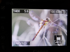 Sympetrum sanguineum