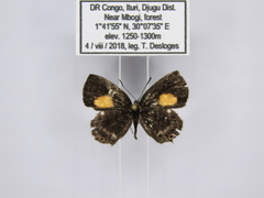 Neurellipes kampala triangularis