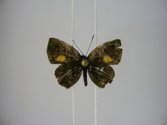 Neurellipes kampala triangularis