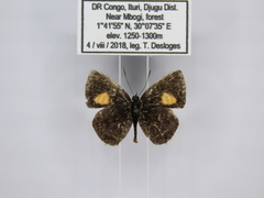 Neurellipes kampala triangularis