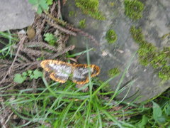 Epobeidia lucifera extranigricans