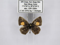 Neurellipes kampala triangularis