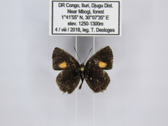 Neurellipes kampala triangularis