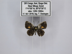 Neurellipes kampala triangularis