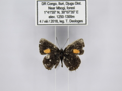 Neurellipes kampala triangularis