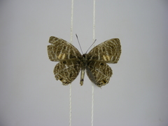 Neurellipes kampala triangularis