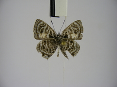 Neurellipes kampala triangularis