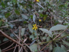 Triumfetta rhomboidea