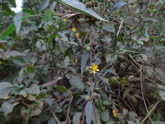 Triumfetta rhomboidea