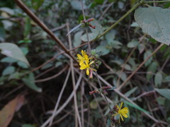 Triumfetta rhomboidea