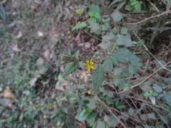 Triumfetta rhomboidea