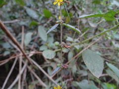 Triumfetta rhomboidea