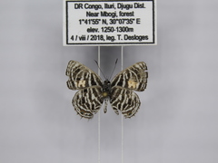 Neurellipes kampala triangularis