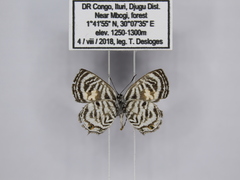 Neurellipes kampala triangularis