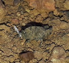 Tettiella