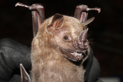 Flat-faced Fruit-eating Bat