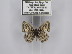 Neurellipes kampala triangularis