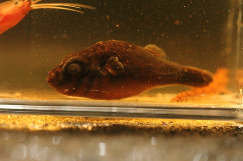 Striped redeye puffer (Carinotetraodon salivator) — Tetraodontidae