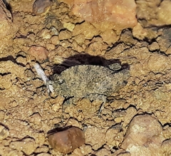 Tettiella