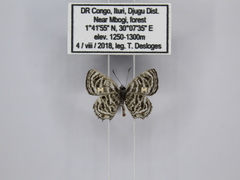 Neurellipes kampala triangularis