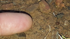 Tettiella