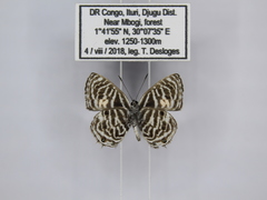 Neurellipes kampala triangularis