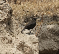 Myrmecocichla aethiops