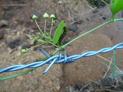Vincetoxicum indicum