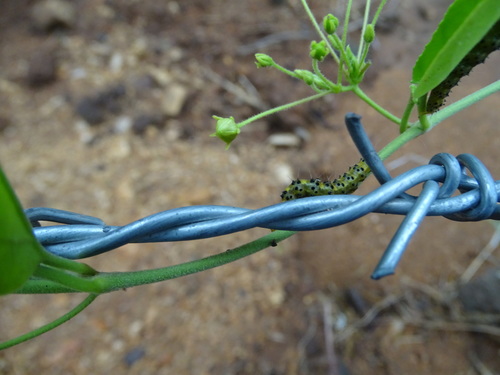 Image of Vincetoxicum indicum by no rights reserved