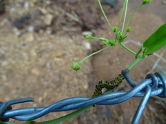 Vincetoxicum indicum