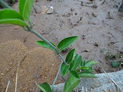 Vincetoxicum indicum