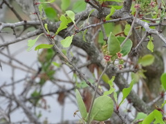 Vincetoxicum indicum