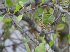 Vincetoxicum indicum