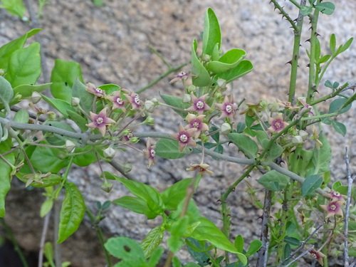 Image of Vincetoxicum indicum by no rights reserved
