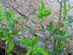 Vincetoxicum indicum