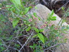 Vincetoxicum indicum