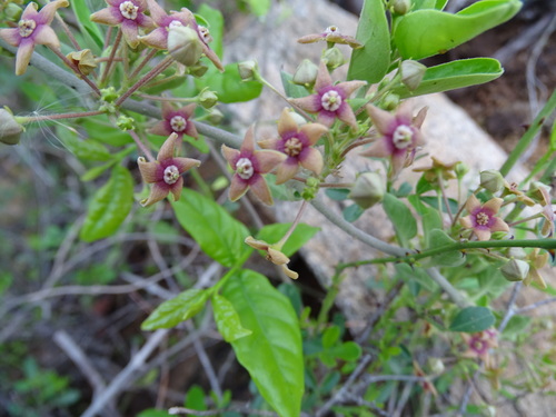 Antamul (Vincetoxicum indicum)