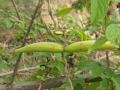 Vincetoxicum indicum