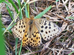 Argynnis laodice