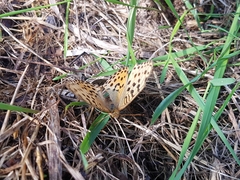 Argynnis laodice