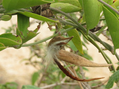 Vincetoxicum indicum