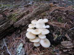 Mycena laevigata