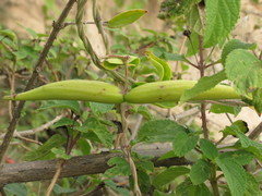 Vincetoxicum indicum