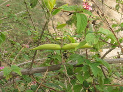 Vincetoxicum indicum