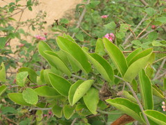 Vincetoxicum indicum