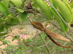 Vincetoxicum indicum