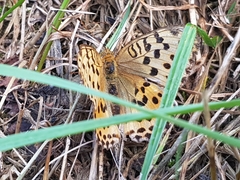 Argynnis laodice